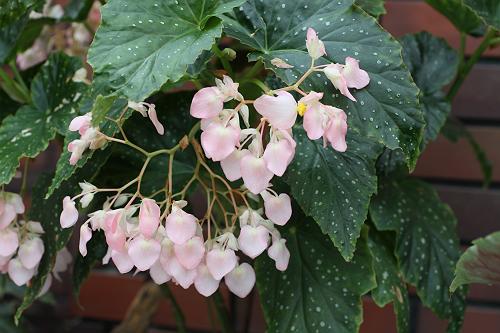 B. ‘Ailves Pearls’